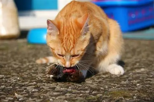 Toxoplasmose hos katter - Symptomer, diagnose og behandling henteprioritet=høy