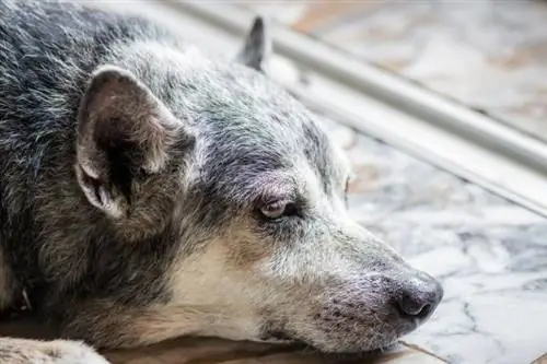 Apetītes trūkums vecākiem suņiem - cēloņi un kā rīkoties