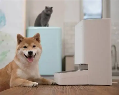 Xiaomi meluncurkan pengumpan dan penyiram pintar untuk anjing dan kucing