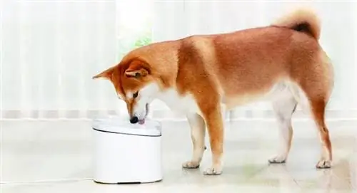 Xiaomi lancia la sua mangiatoia e abbeveratoio intelligente per cani e gatti: Xiaomi Smart Fountain Features