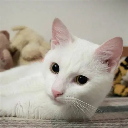 Caring for a white cat