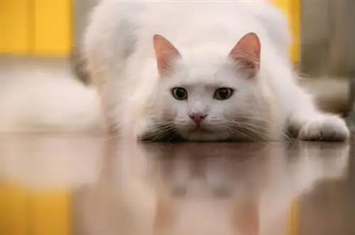 Care for a white cat - Eyes of the white cat