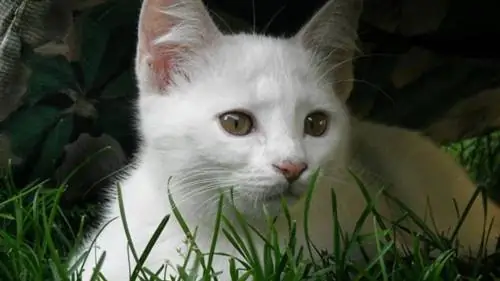 Cuidar de um gato branco - Cuidados com a pele de um gato branco