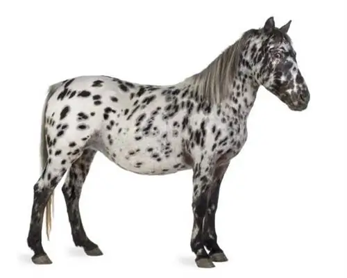 Những chú ngựa đẹp nhất thế giới - Appaloosa