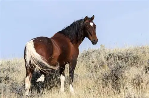 በዓለም ላይ በጣም የሚያምሩ ፈረሶች - Mustang