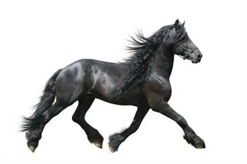 Những chú ngựa đẹp nhất thế giới - Friesian