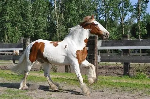 De vakreste hestene i verden - Irish cob