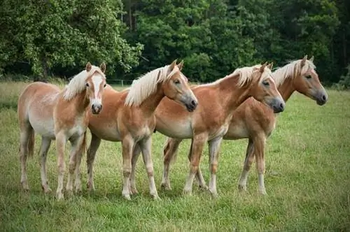 Những chú ngựa đẹp nhất thế giới - Haflinger