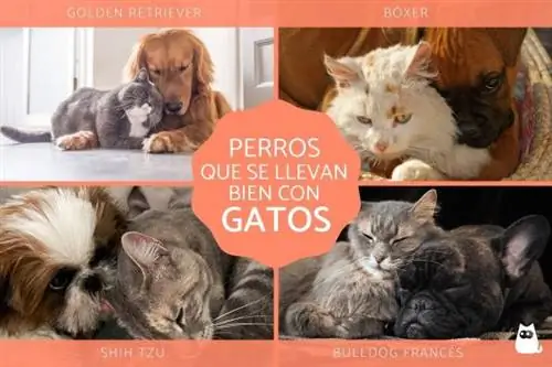 Raças de cães que se dão bem com gatos