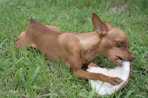 Cachorros podem comer coco?