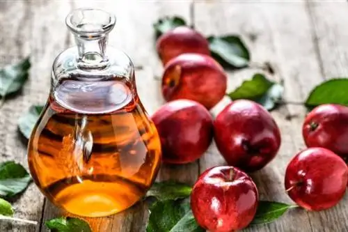 Vinaigre de cidre de pomme pour chats - Utilisations et dosage