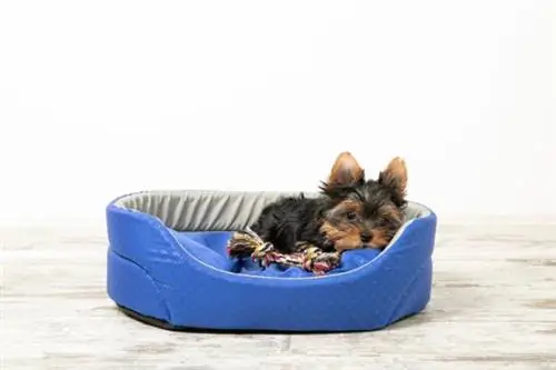 Best Dog Beds - Puppy Beds