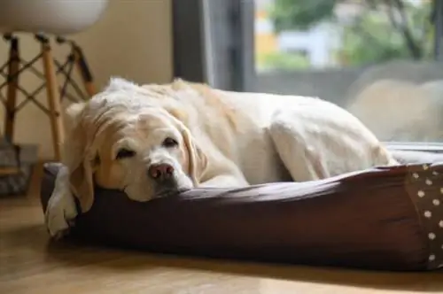 Tempat Tidur Anjing Terbaik - Tempat Tidur Anjing Senior