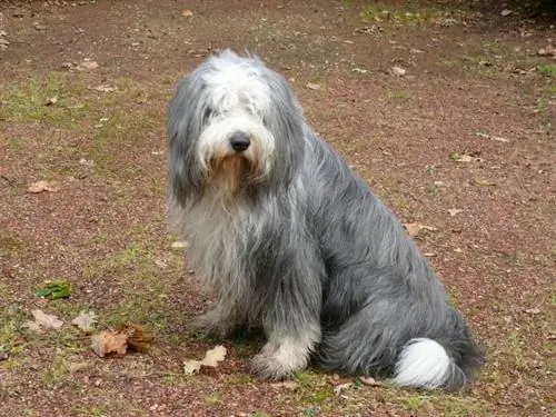 Trucs per pentinar un bobtail - Com és el pelatge del bobtail?