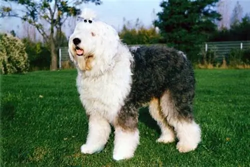 Mga trick sa pagsusuklay ng bobtail - Paano magsuklay ng lumang English sheepdog?