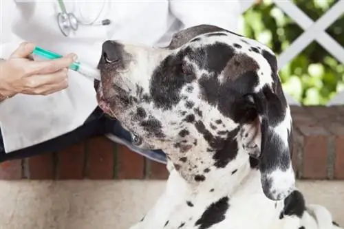 Septrin pediátrica para cães - Dosagem e para que serve