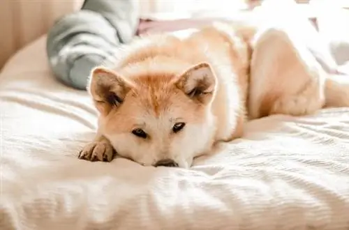 Empacho bij honden - Symptomen en hoe te genezen met huismiddeltjes