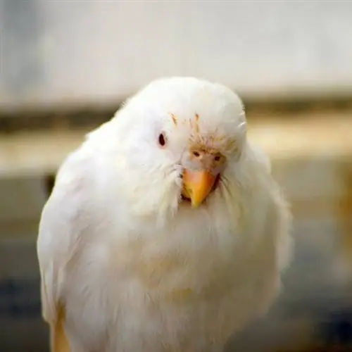 የተሰነጠቀ Budgie Beak