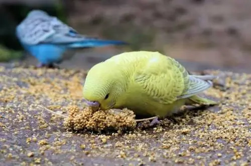 Kā izārstēt papagaiļa saplaisājušo knābi - kas man jādara?