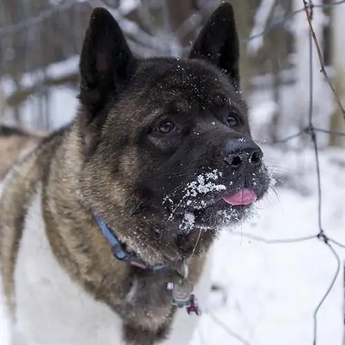 Le malattie più comuni dell'Akita americano