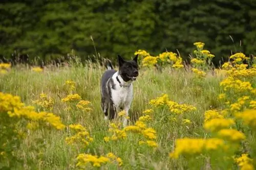 Visbiežāk sastopamās Amerikas akitas slimības - Amerikas akitas veselība