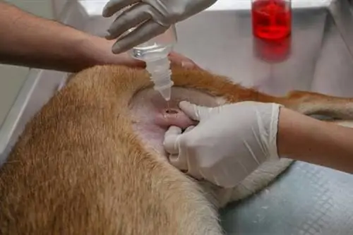 Anjing jantan saya bengkak puting - Punca - Jangkitan pada puting anjing jantan