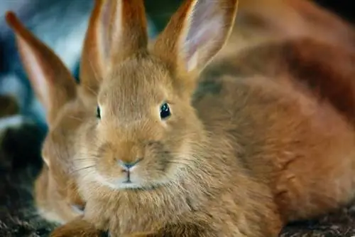 Pourquoi mon lapin fait-il pipi blanc ? fetchpriority=élevé