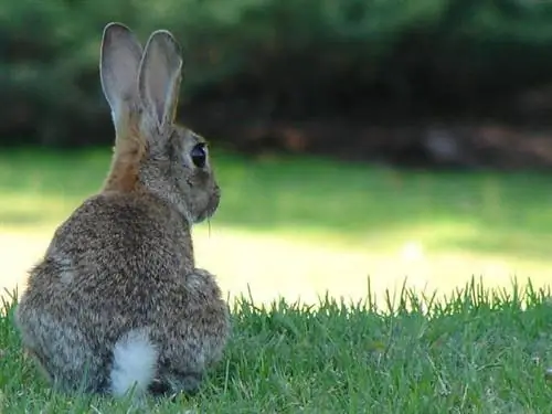 Pourquoi mon lapin fait-il pipi blanc ? - La couleur de l'urine de lapin