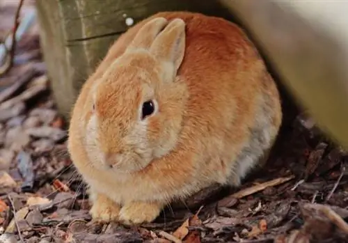 Why does my rabbit pee white? - Urolithiasis or kidney stones in rabbits